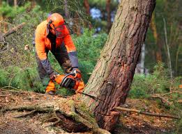 Best Tree Maintenance Programs  in Oxnard, CA